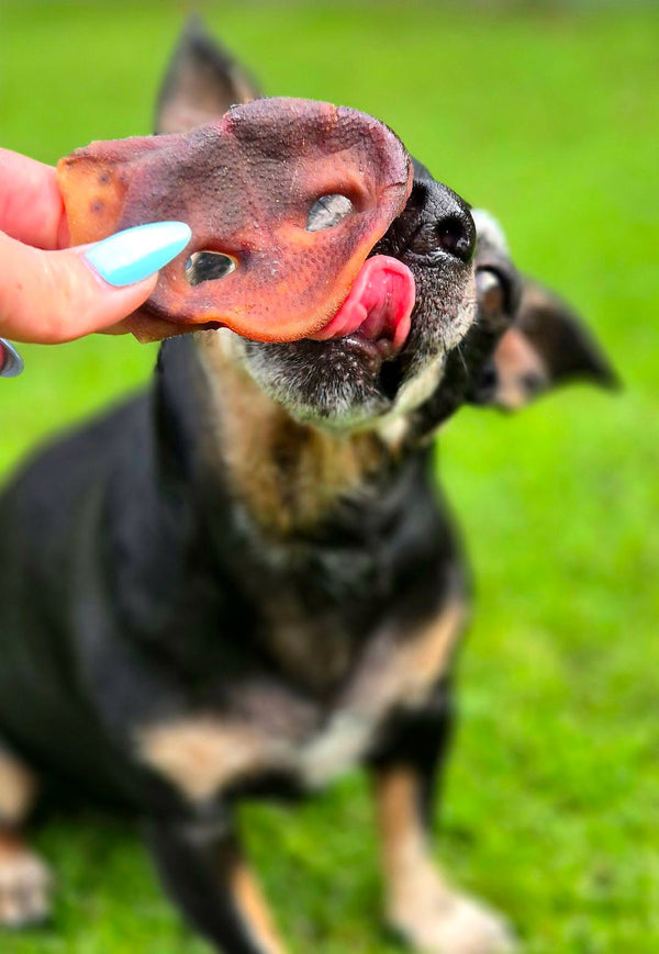 @sky.sam.seb.jackrussell