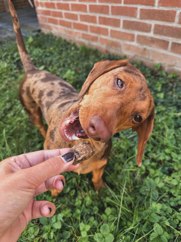 @guusje_the_mini_dachshund